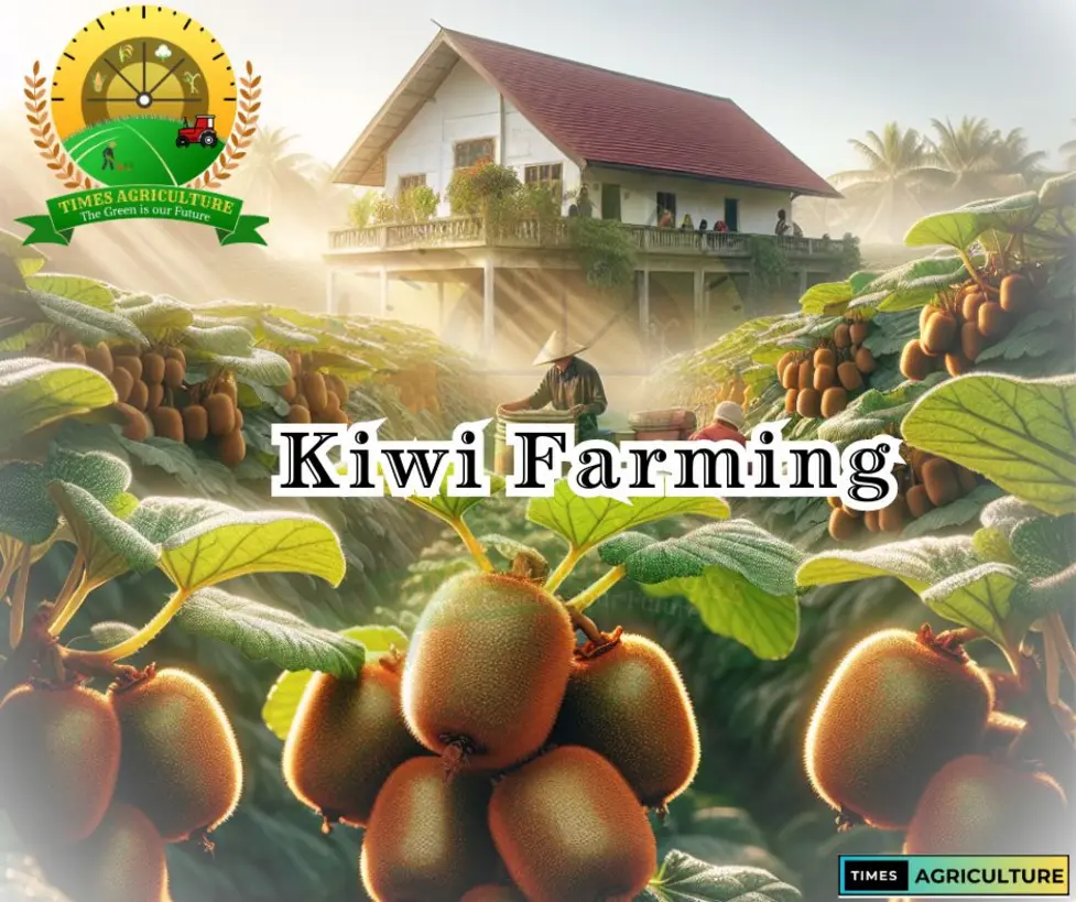 Modern kiwi fruit farming field