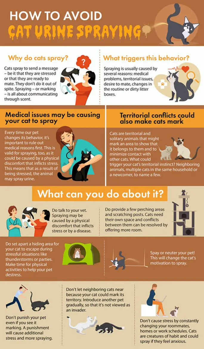 Before and after results for a cat spraying solution: odor removal and stress reduction