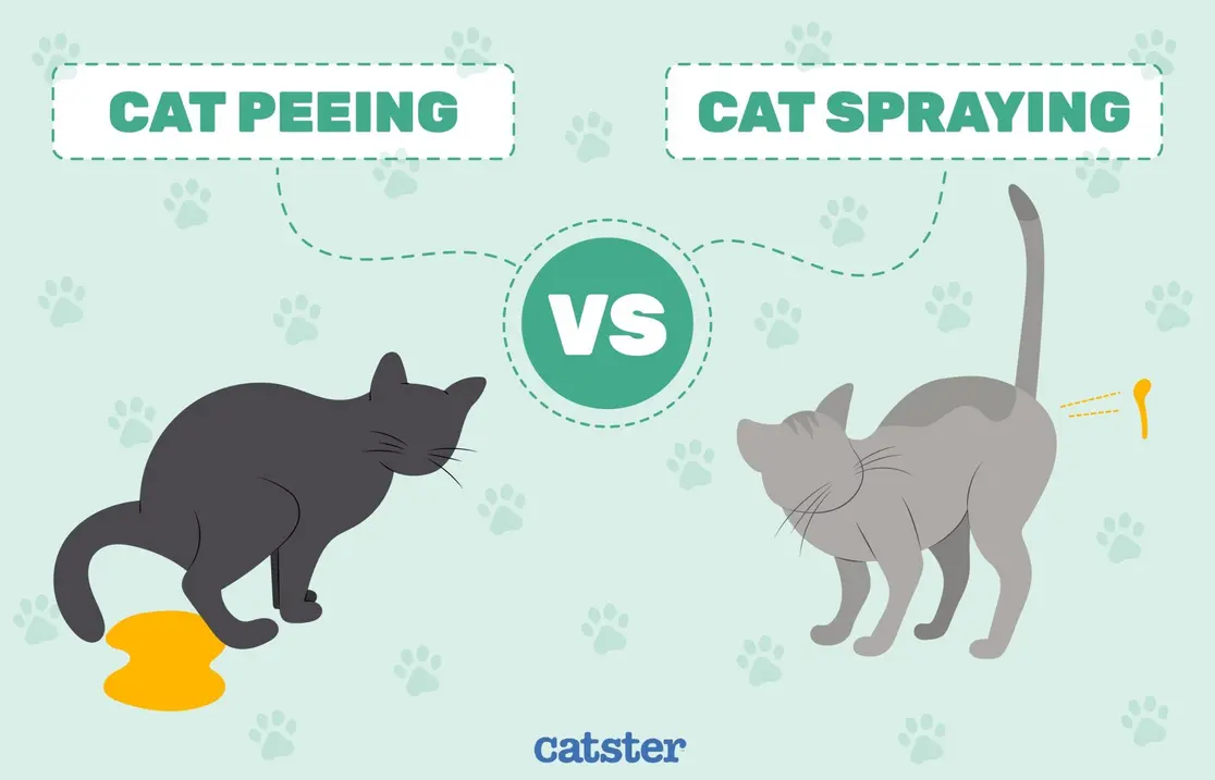 How to set up Feliway pheromone diffuser for cat spraying prevention