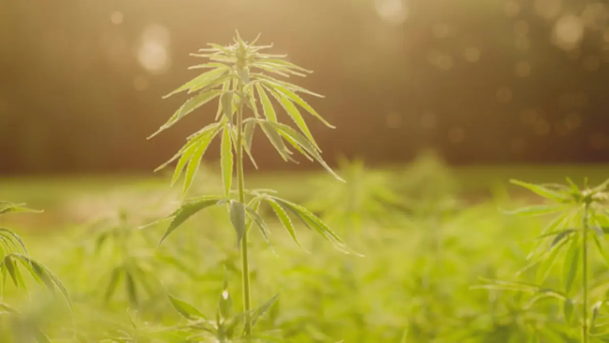 Organic hemp farming sourcing practices