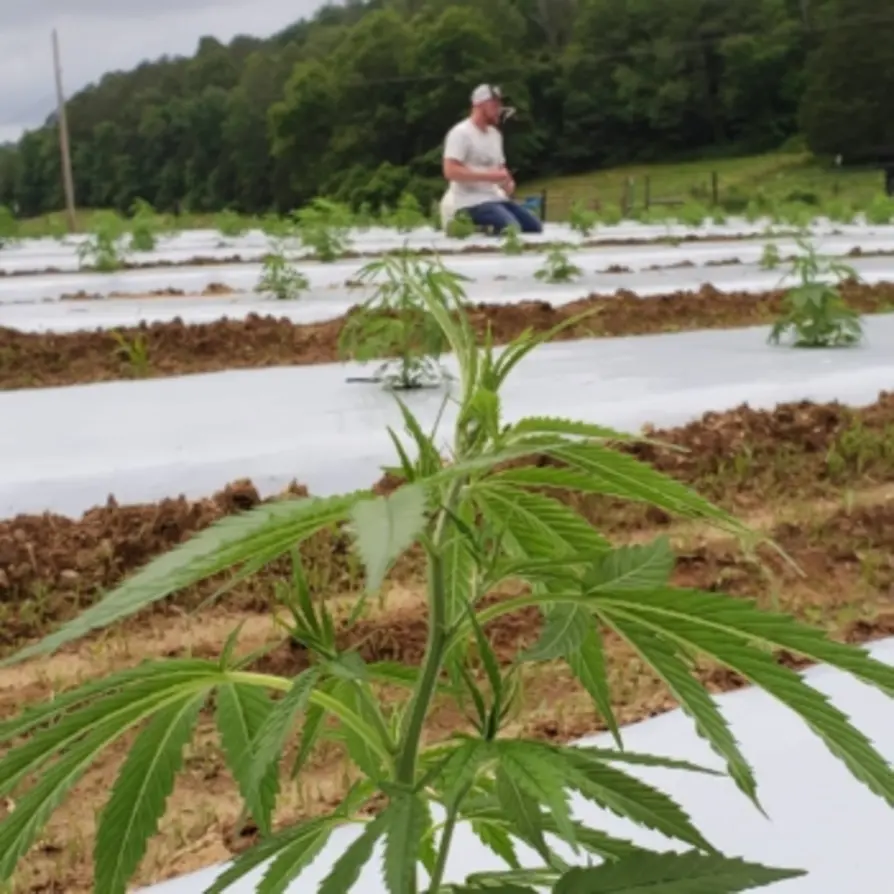 Solventless hemp extraction methods visual